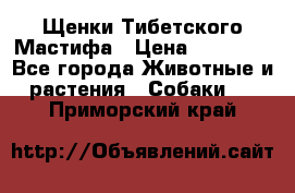 Щенки Тибетского Мастифа › Цена ­ 60 000 - Все города Животные и растения » Собаки   . Приморский край